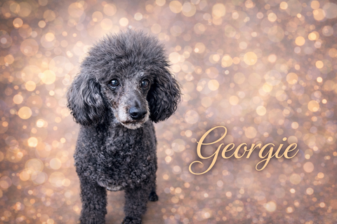 Georgie Stevens. He was my hero. He gave his lifetime as a therapy dog extraordinaire.