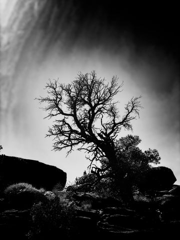 Amy Allard Pantelis- Winner, Black & White