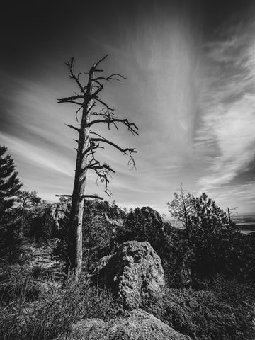 Amy Allard Pantelis- Winner, Survivor Tree