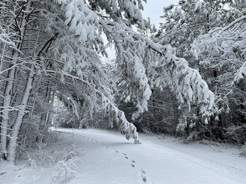 Cyndy Carrington Miller- Winner, Winter Trees