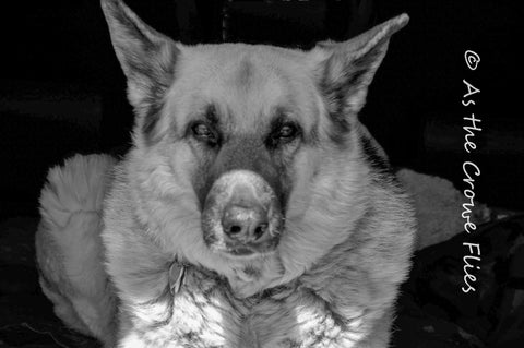 Zeus - Run Free, Sweet Boy!