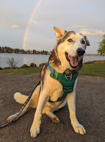 Dino Gamoning - the sweetest, most handsome boy. We love you so much!!