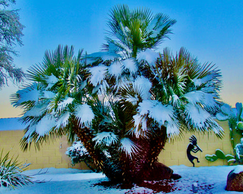 EILEEN WEGGE, Honorable Mention
