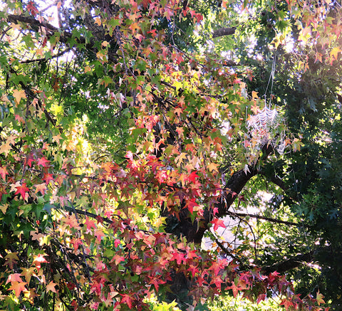 Barbara Perez- Winner, Colorful Tree