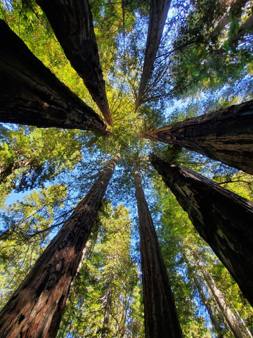 Deanna Haines- Winner, Big Glorious Trees