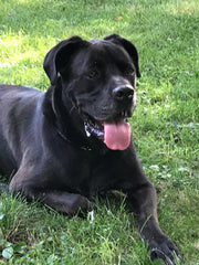 Koda 