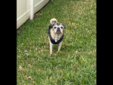 Yoyo our sweet boy We miss you so much🖤