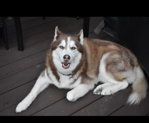 Loki Chetamala- We miss you so much Loki. 