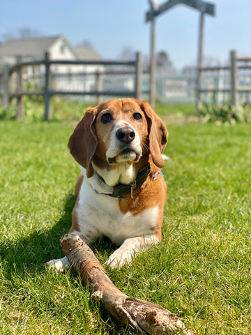 Brody Jacobs, the goodest of good boys 