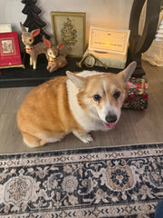 Alfie Sicheri my loaf of bread