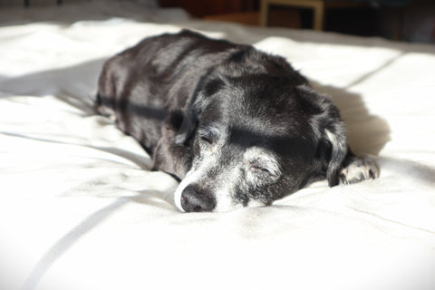 Missy Alden,

Our sweet Missy, always in our hearts. 