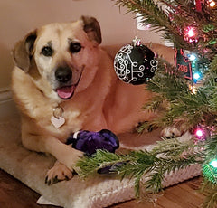 Daisy  -Always loving, always loved. We will miss you daisy girl!