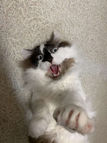 Koda