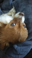 Freckles - Mommy Loves You