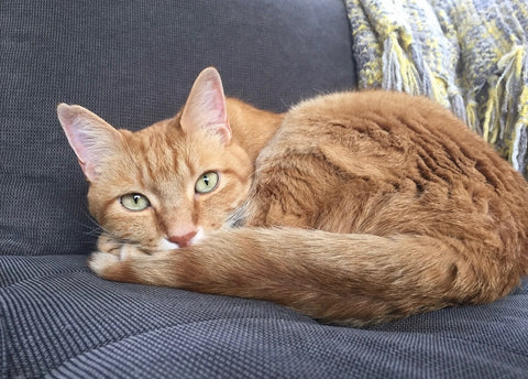 Jack - You were loved beyond words! We miss you so much.