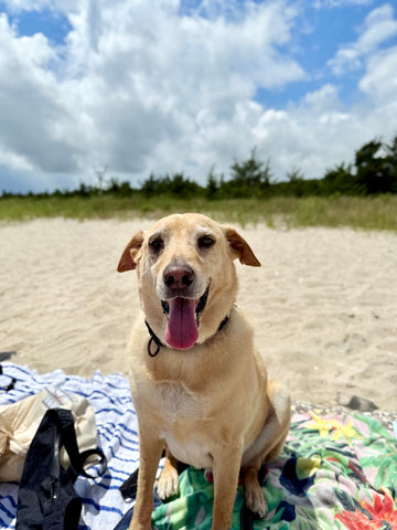 Roscoe Ringel