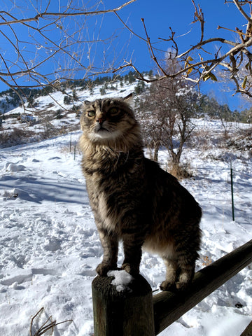 Orion Lion the Kingliest King!