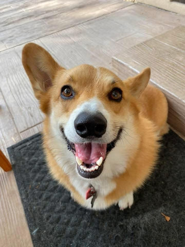 Arlo Reader - The finest dog in all the land