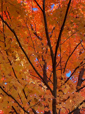 Eileen Mooney- Winner, Autumn Leaves