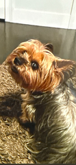 Pachino Murlin 