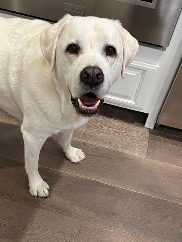 Bear Williams- you brought us joy everyday, we miss and love you so much