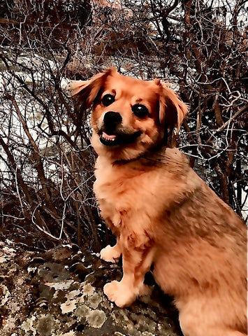 Princess Meiko Moss, you left a big paw print in our hearts. 