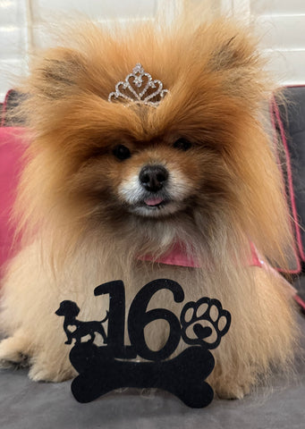 Pouf! Frey ... We will see you at the rainbow bridge, Princess Pouf! 👑 🌈 🐾 💖