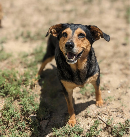 Bixby Elson- my heart & soul dog, my savior 