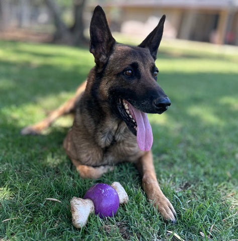 Pax -Police Dog