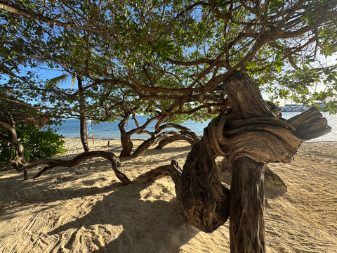 Dione Garcia- Winner, Beach or Desert Tree