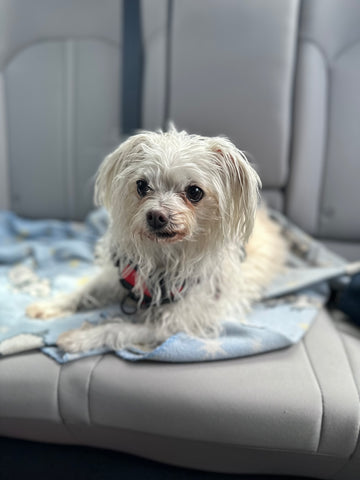Iris Joy Seawell, my beloved soul dog
