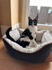 Bugsy Hathaway - Clever and mischievous, he gave us great joy and love!