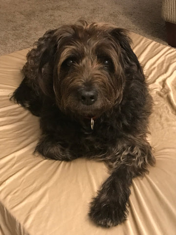Shaggy