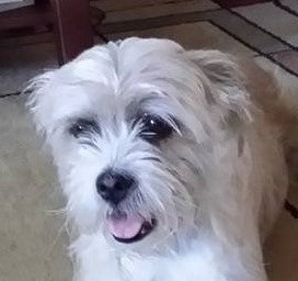 Sweet Lizzie Stoddard