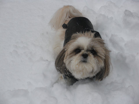 Lola Rose Our Sweet Smart Adorable Girl, Forever in our hearts.....