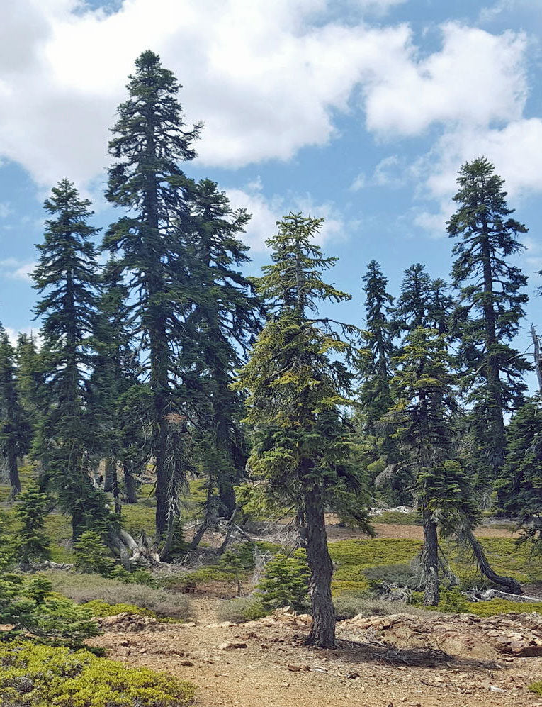 Mendocino National Forest - Northern California