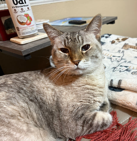 Mocha Wiestling-sweetest, most loving cat, we love you...!