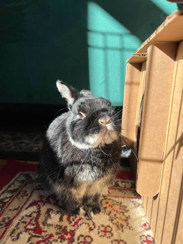 Mr. Thomas Hardy, our Little Big Man