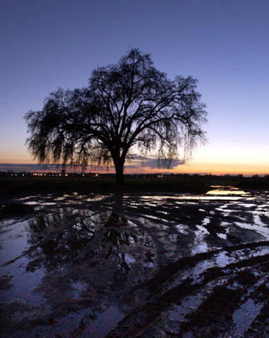 Steve Fujimoto-Best Reflection winner