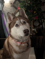Luna Escareno - Juarez, To our baby girl, our fuzzball. Te amamos y extrañamos.