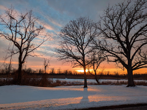 Janet Ruf- Winner, Winter Tree