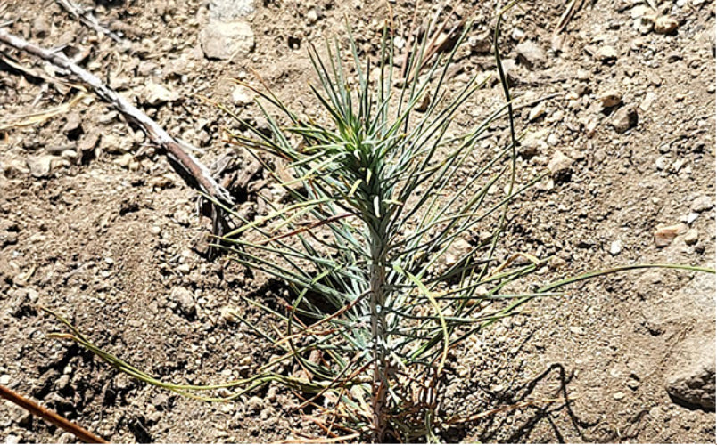 Baby Tree Photo
