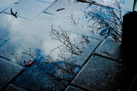 Sue Allard- Winner, Reflection