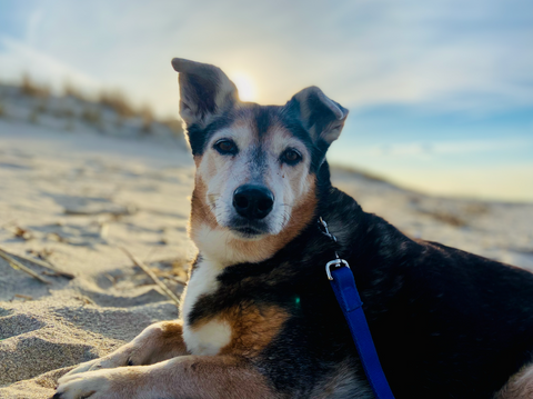 Rex Leibell- forever our sweet boy! Love you forever buddy