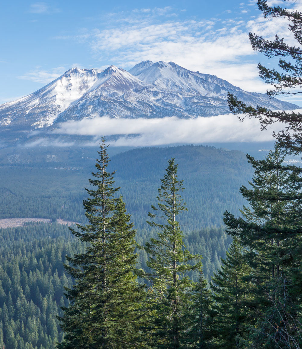 Shasta-Trinity National Forest - Northern California