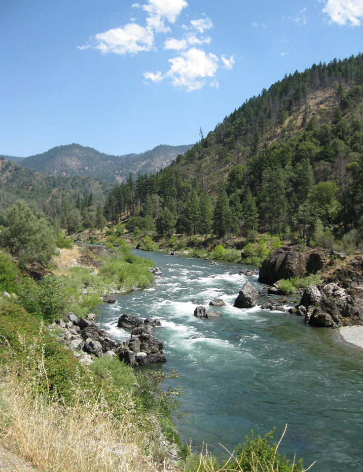 Shasta-T National Forest
