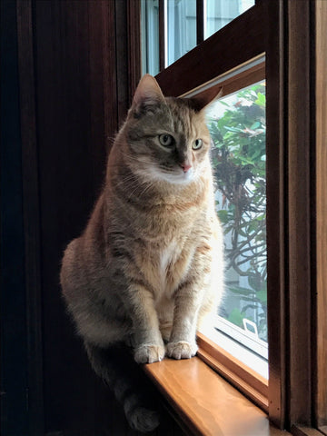 Titan Martin - You will forever hold a special place in our hearts!