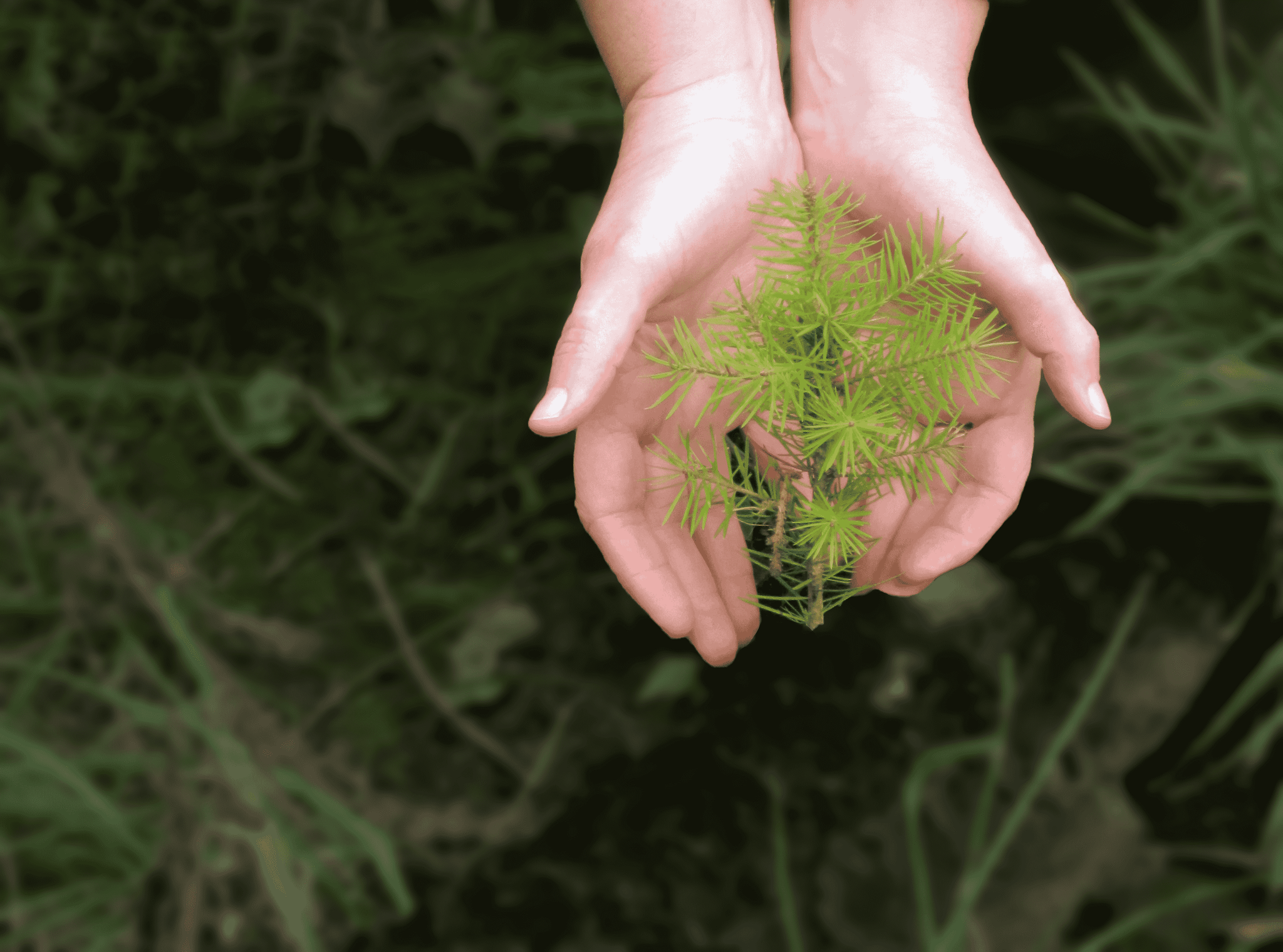 Why Our Trees do the Most Good