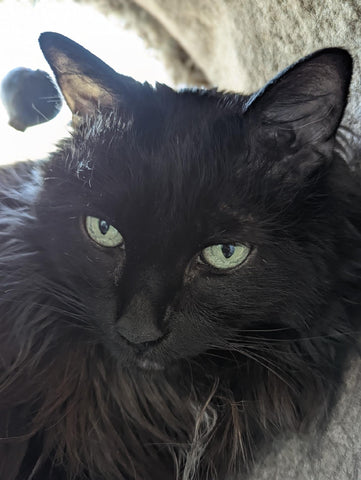 Mini Foster 