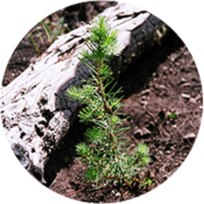 Photos Posted - 
plant a tree in memory of someone